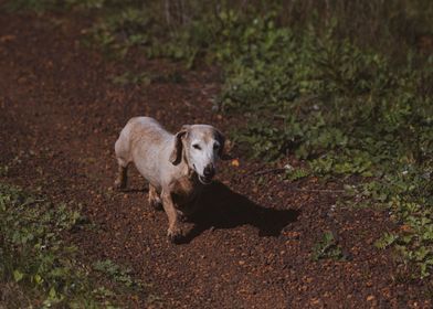 Happy Dog Walking Vintage 