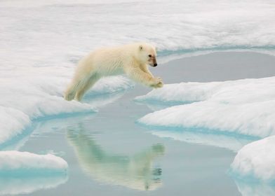 Leaping Polar Bear Cub