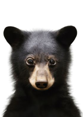 Black Bear Baby Animal