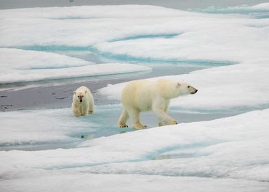 Polar bear with cub