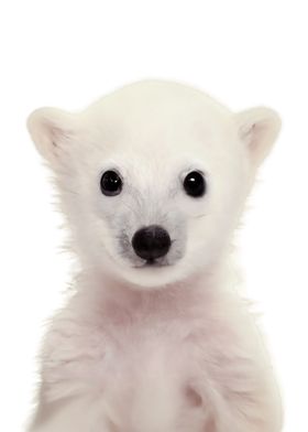 Baby Polar Bear Portrait