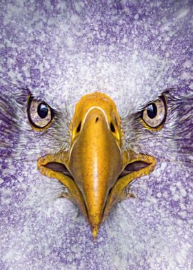 Eagle Face