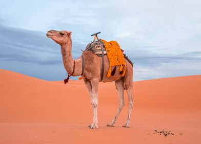 Camel Animal Cute