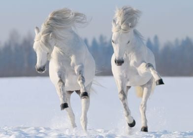 Wild horses