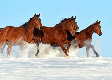 Animal Horses