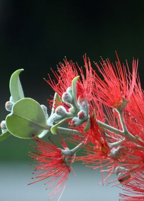 Red Flowers