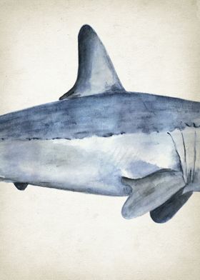 Mako Shark Art Part 2