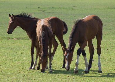 cute horse animal 