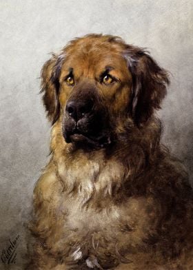 Head of a Leonberger