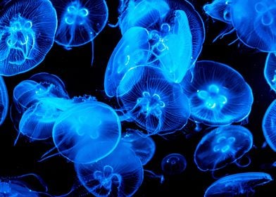 Jellyfish Animal 