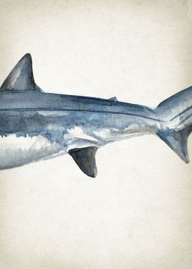 Thresher Shark Art Part 2