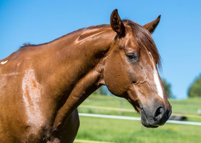 Horse Animals