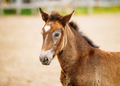 Horse Animals