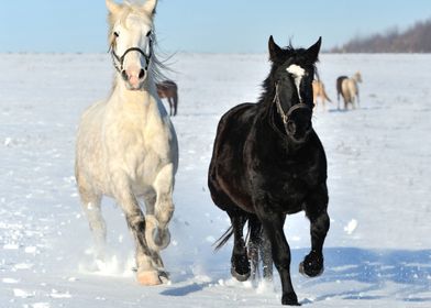 Animal Horses