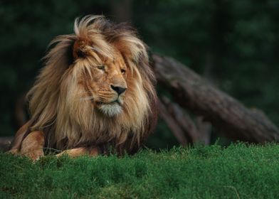 lion