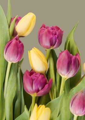 tulips