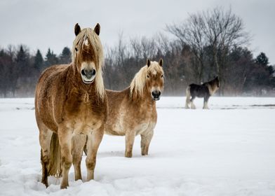 Horse Animals