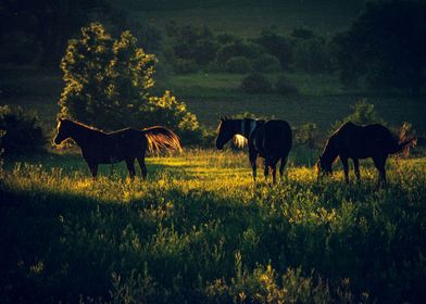 Wild horses