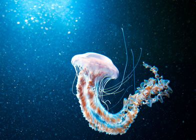 Jellyfish Animal 