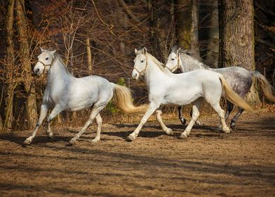 cute horse animal 