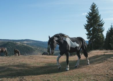 Wild horses