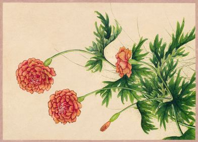 Peony 18th Century 