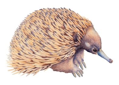 Aaustralian Echidna