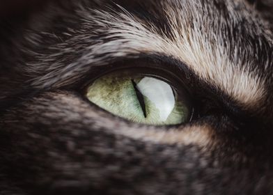 Fierce Cat Eye