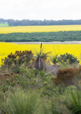 Canola Behind A Grass Tree