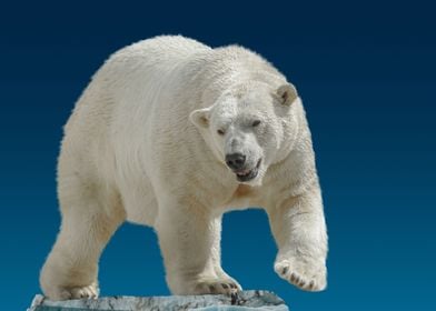 wild polar bear 