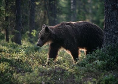 bear wildlife