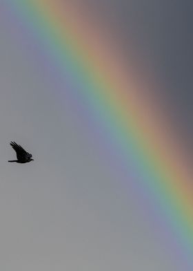 Crow Flying Into A Rainbow