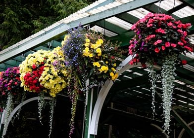 A line of hanging flowers