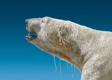 wild polar bear 