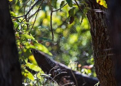 Spiders Web Between Trees