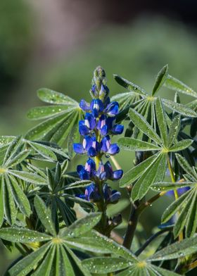 A Lupin Heavy With Dew