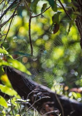 A Spiders Web In The Bush