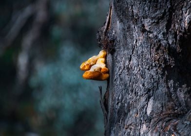 Orange Fungus On The River