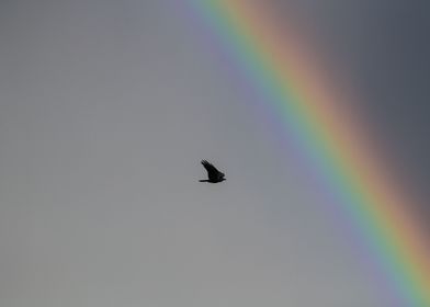 A Crow Flying In A Rainbow