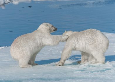 wild polar bear 