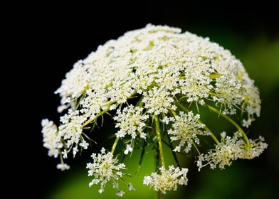 Beautiful White Flower