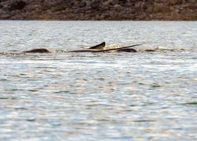 Narwhal in arctic