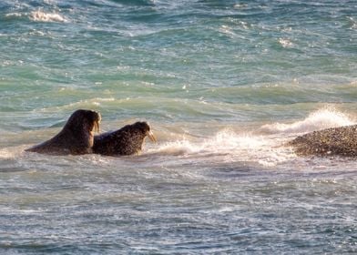 Walrus in arctic