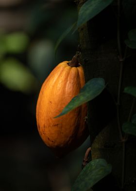 Cacao Tree Fruit