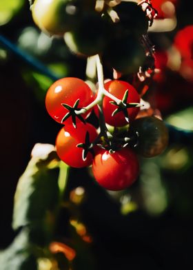 little tomatoes