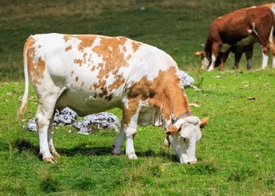 Cows in Forcella Lerosa