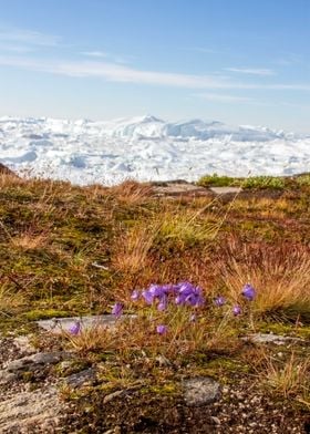 Wildflowers in tundra