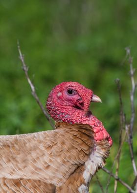 Turkey On The Homestead