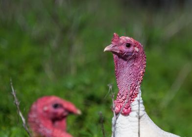 Male Turkey In The Lupins