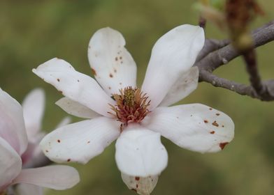 White Flower